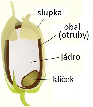 Nákres rýže.