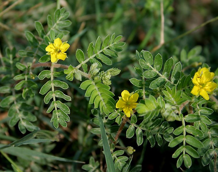 Tribulus terrestris je účinný stimulant produkce testosteronu.