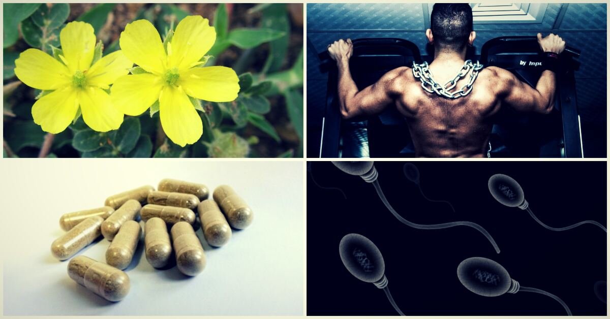 Čo je Tribulus terrestris?