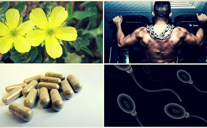 Čo je Tribulus terrestris?