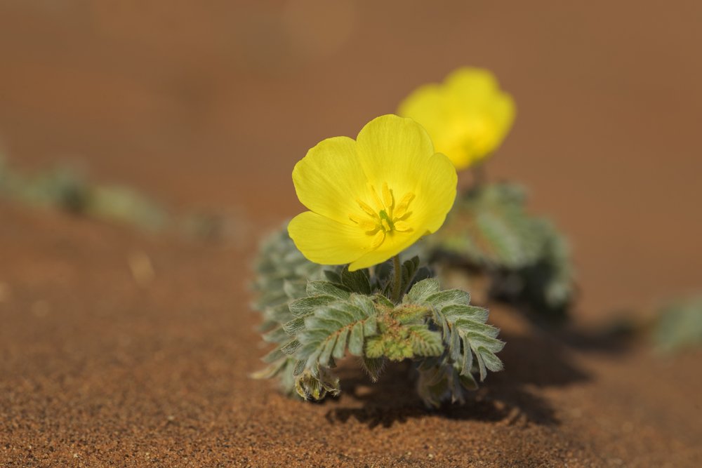 Tribulus terrsetris.